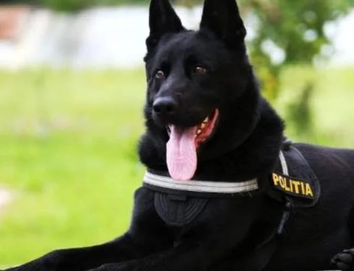 Șuier, celebrul câine polițist, a ieșit la pensie / foto: arhiva Click!