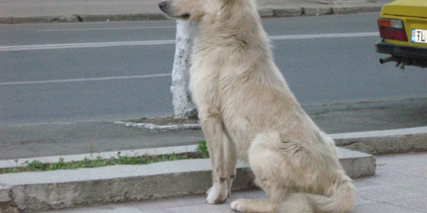 maidanezi tulcea
