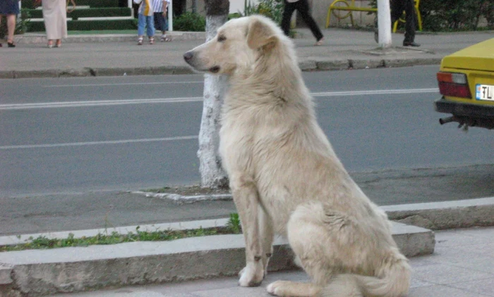 Municipalitatea din Voluntari a adunat câinii de pe străzi în două zile. FOTO Adevărul