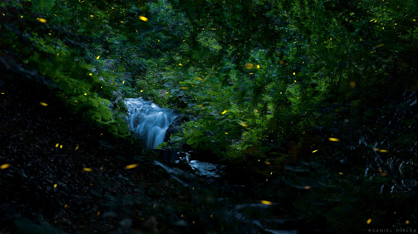 Licuricii din Oltenia de Sub Munte surprinși de un fotograf vâlcean Sursă daniel Mîrlea