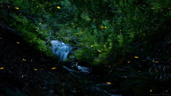 Licuricii din Oltenia de Sub Munte surprinși de un fotograf vâlcean Sursă daniel Mîrlea