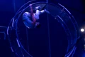 acrobat 1 0 jpeg