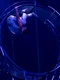 acrobat 1 0 jpeg
