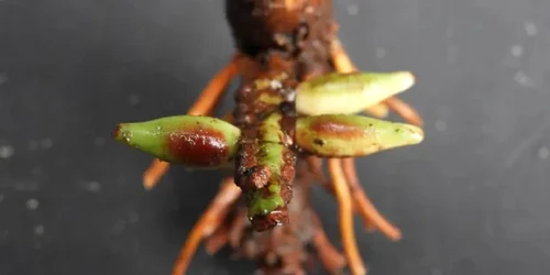 specie rara palmier foto royal botanical gardens jpg