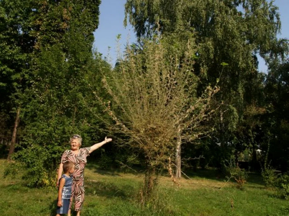 Sute de hectare de pădure au fost distruse în Dolj de omizile păroase