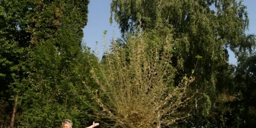 Sute de hectare de pădure au fost distruse în Dolj de omizile păroase 