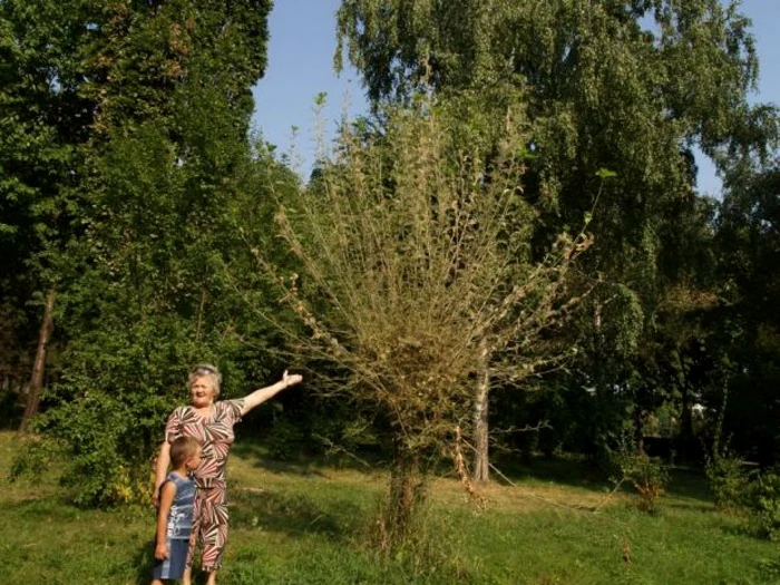Sute de hectare de pădure au fost distruse în Dolj de omizile păroase