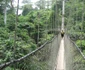 The Canopy Wlak este un pod din Ghana înalt de  12 metri  jpeg