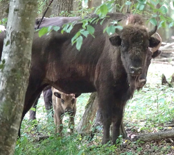 Instantaneu surprins prin pădurile Neamţului FOTO Parcul Vânători