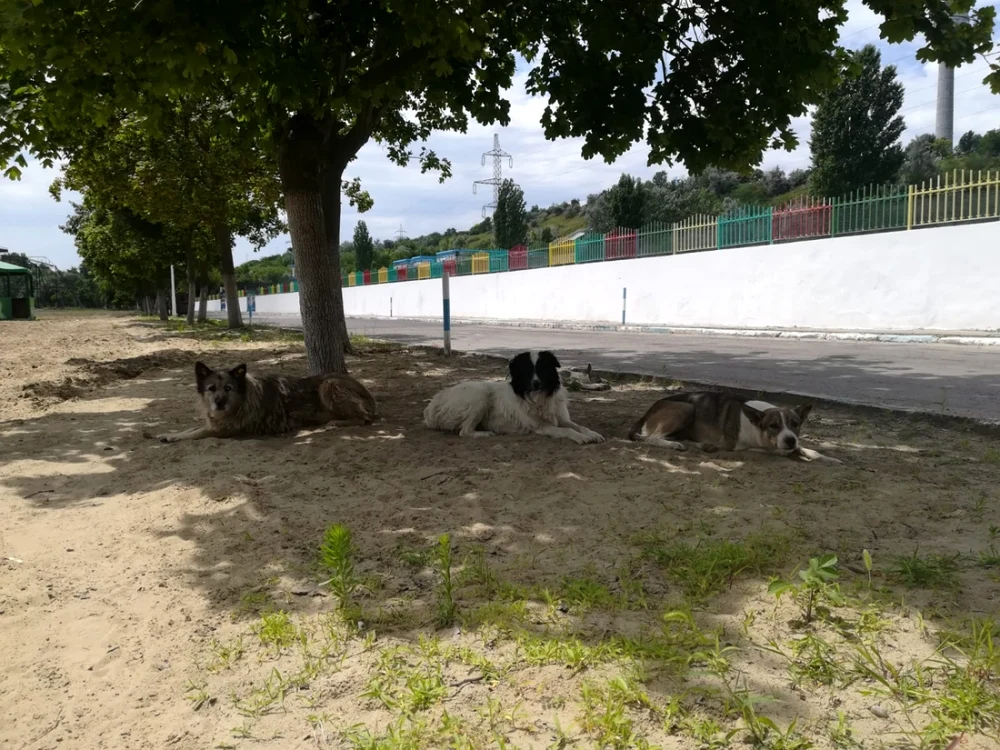 plaja
