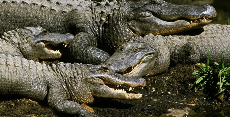 Strategia neobișnuită a Indiei pentru apărarea granițelor: șerpi și crocodili folosiți pentru descurajarea activităților ilegale cu Bangladesh