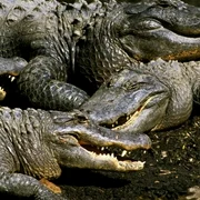 Screenshot 2026 04 06 143416 jpg