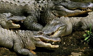 Screenshot 2026 04 06 143416 jpg