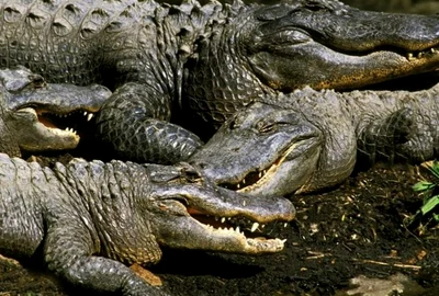 Screenshot 2026 04 06 143416 jpg