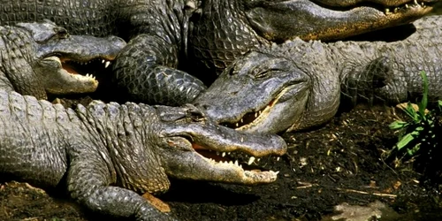 Screenshot 2026 04 06 143416 jpg