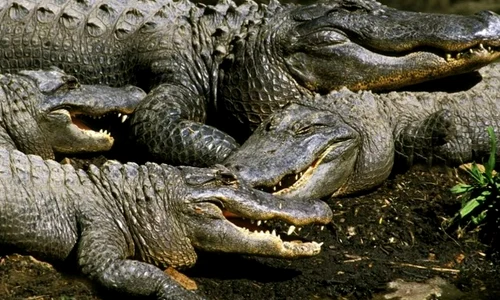 Screenshot 2026 04 06 143416 jpg