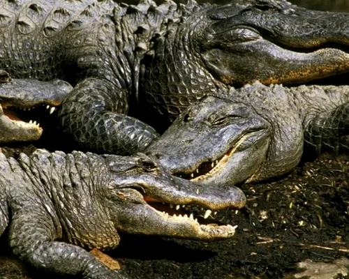 Screenshot 2026 04 06 143416 jpg