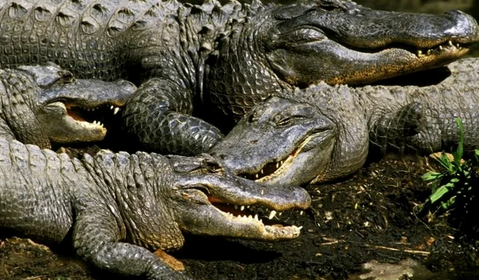 Șanțuri cu crocodili la granița cu Bangladesh Foto: Shuterstock