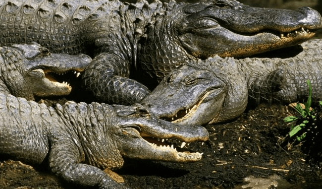  Strategia neobișnuită a Indiei pentru apărarea granițelor: șerpi și crocodili folosiți pentru descurajarea activităților ilegale la frontiera cu Bangladesh