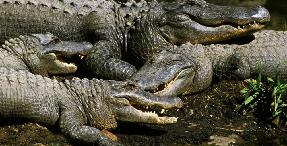 Strategia neobișnuită a Indiei pentru apărarea granițelor: șerpi și crocodili folosiți pentru descurajarea activităților ilegale cu Bangladesh