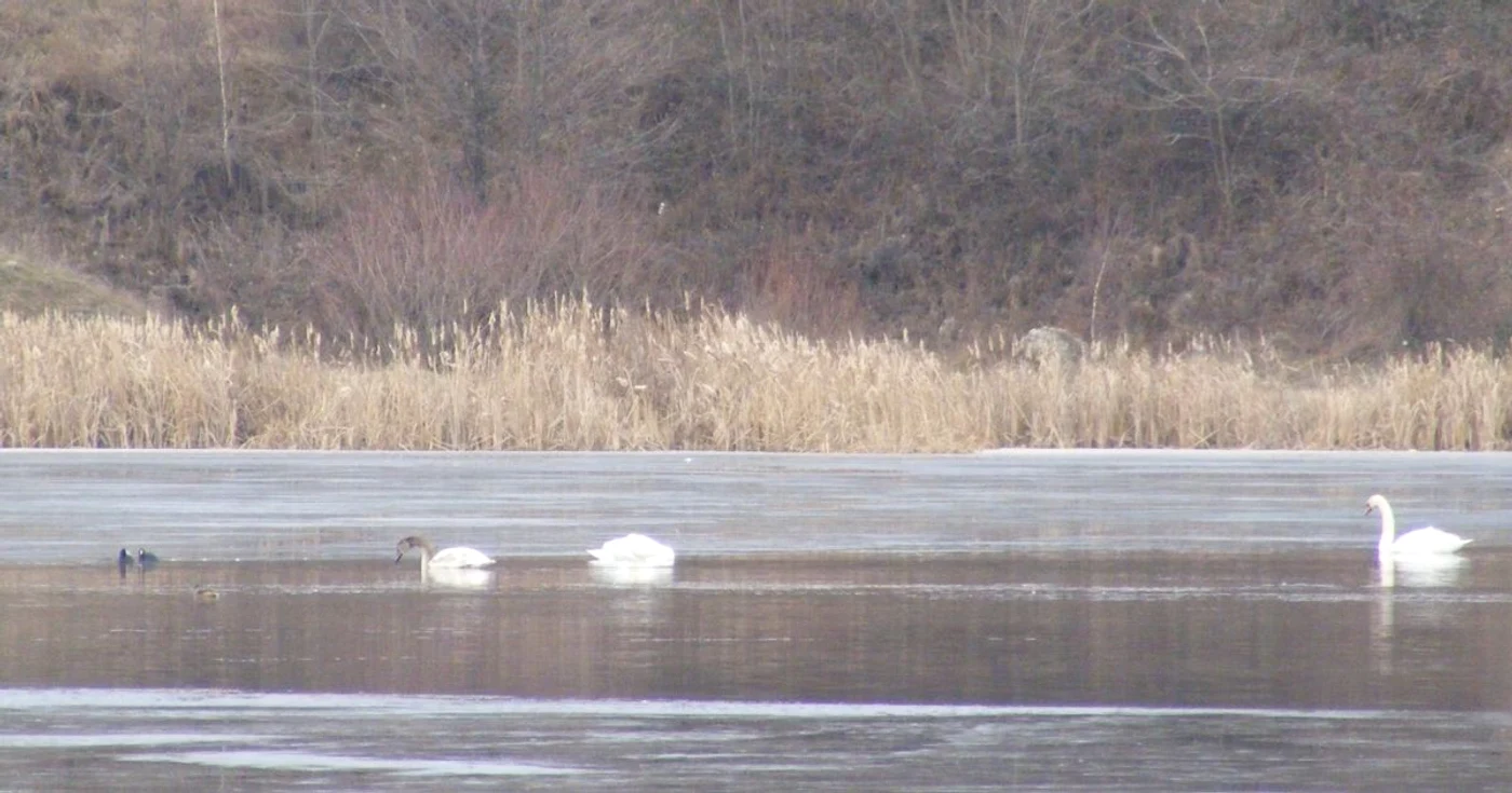 Lebedele vin în fiecare pe lacul din Sâmbotin
