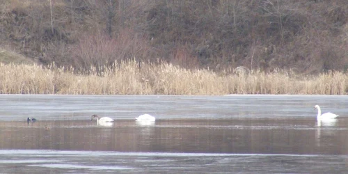 Lebedele vin în fiecare pe lacul din Sâmbotin