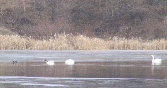 Lebedele vin în fiecare pe lacul din Sâmbotin