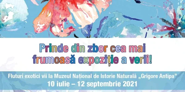 calarasi fluturi exotici vii la muzeul grigore antipa foto muzeul gr antipa