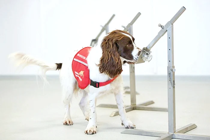 Căţeluşa Freya abia aşteaptă să miroasă 250 de teste pe oră