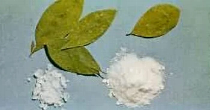 Preşedintele Boliviei a mestecat o frunză de coca în faţa unor oficiali străini