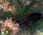 Ecologizare la Ghetarul Scărișoara Foto Parcul Natural Apuseni (9) jpg