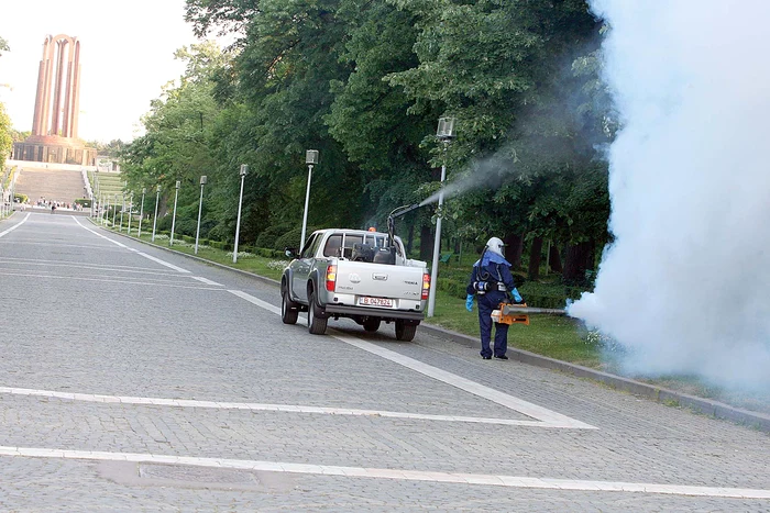 Sănătatea bucureştenilor este în pericol din această primăvară, căci oraşul nu mai are servicii de deratizare şi dezinsecţie