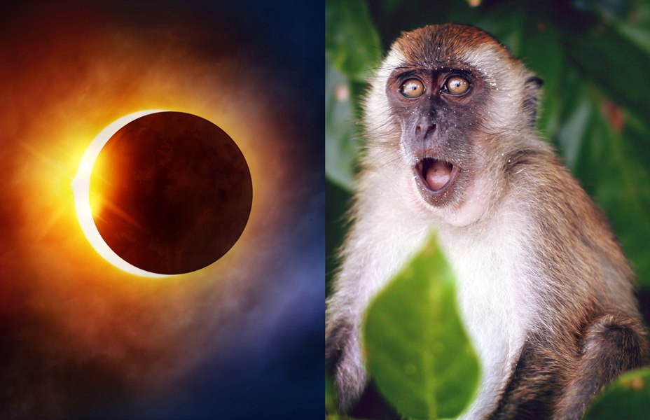 Modul ciudat în care au reacționat animalele la eclipsă. NASA cere ajutorul oamenilor pentru a le studia
