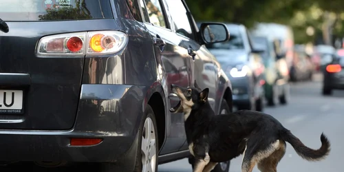 Un caine comunitar latra la un autoturism care circula pe o strada din Bucuresti FOTO Mediafax 