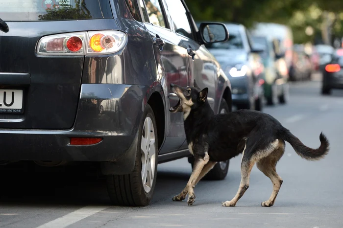 Câinii din Sectorul 2 le dau de furcă autorităţilor