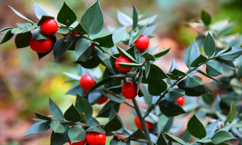 1 ghimpe paduret jpg jpeg