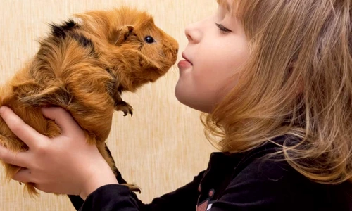 1 55596 original jpg jpeg