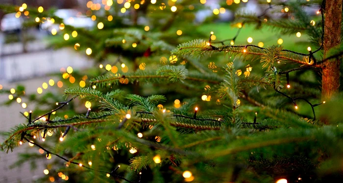 Brad de Crăciun - Foto: Pixabay 