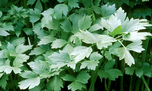 1 83578 original jpg jpeg