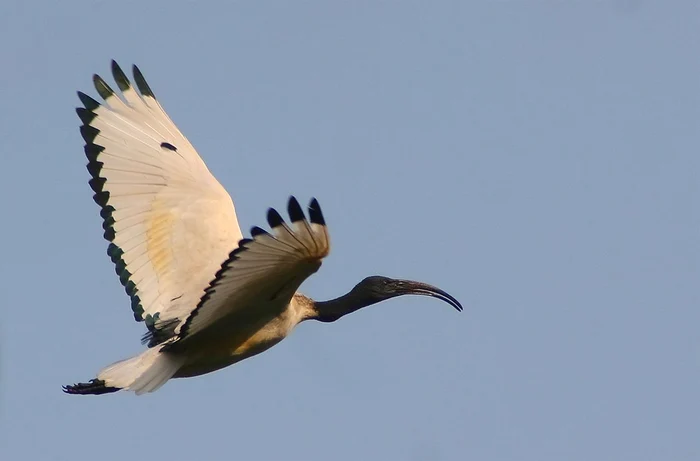 Ibisul sacru african în zbor (© Johan Wessels / Wikimedia Commons)