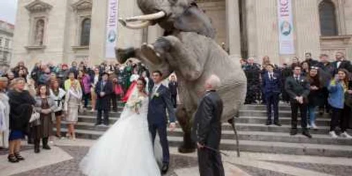 nunta cu elefant FOTO Hepta