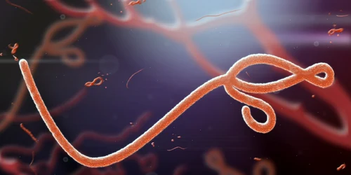 virusul ebola vazut la microscop foto shutterstock