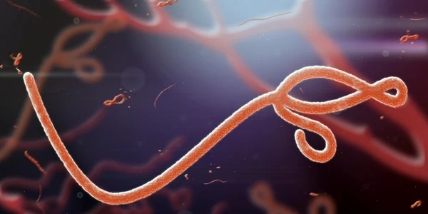 virusul ebola vazut la microscop foto shutterstock