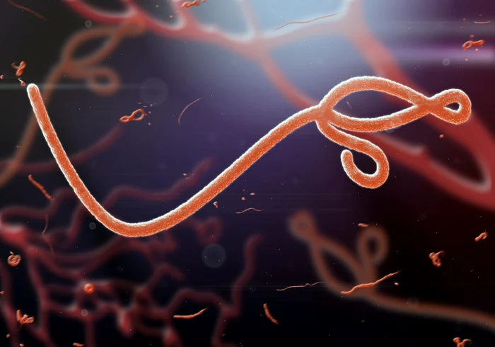 Virusul Ebola văzut la microscop Foto Shutterstock