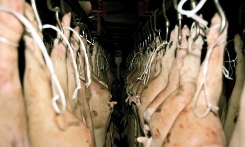4 baza carne porc jpeg