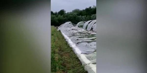 Vijelia a făcut prăpăd într-un sat de legumicultori din Olt. Zeci de solarii sunt puse la pământ