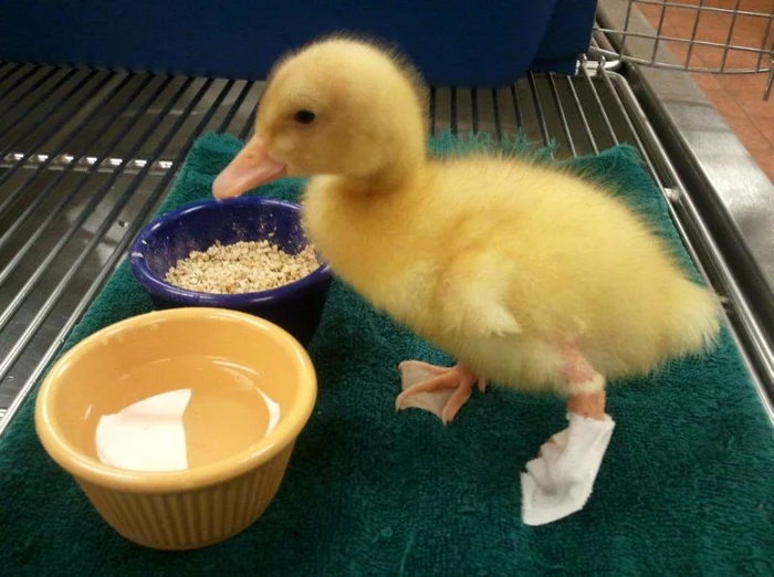 Buttercup cu proteza, când era bobocel. (Foto: Hepta)