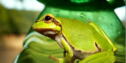 delta dunarii tulcea