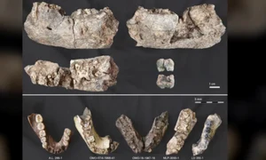 maxilar live science jpg