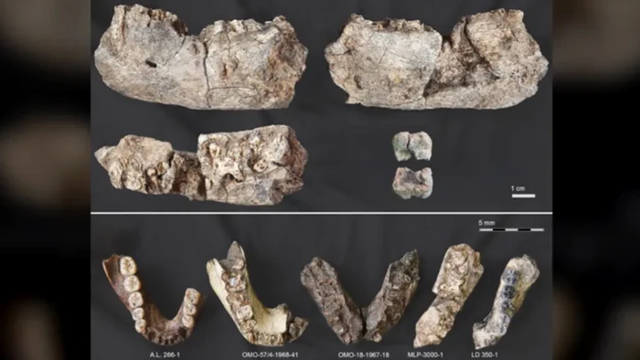 Maxilarul masiv ar fi aparținut „Omului Spărgător de Nuci”. Foto: Live Science